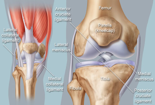joint mobility illustration
