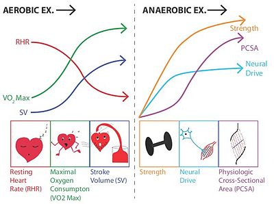aerobic vs. anaerobic exercise for sailing fitness